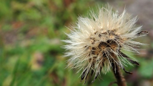 181115 seed dispersal (4)