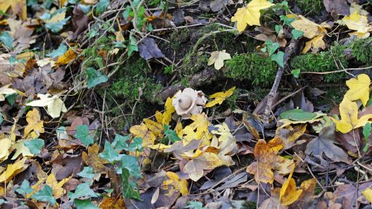 181116 earthstar (1)