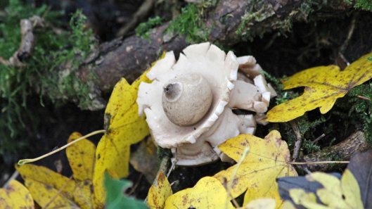 181116 earthstar (2)