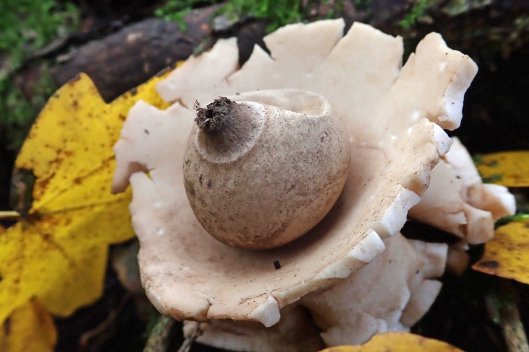 181116 earthstar (3)