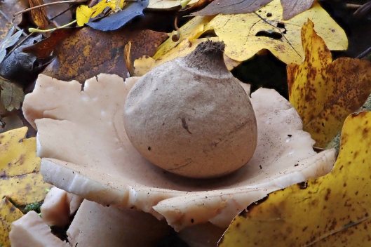 181116 earthstar (4)