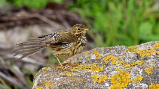 181117 meadow pipit (5)