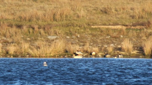 181119 birding at garwnant and rhaslas (10)