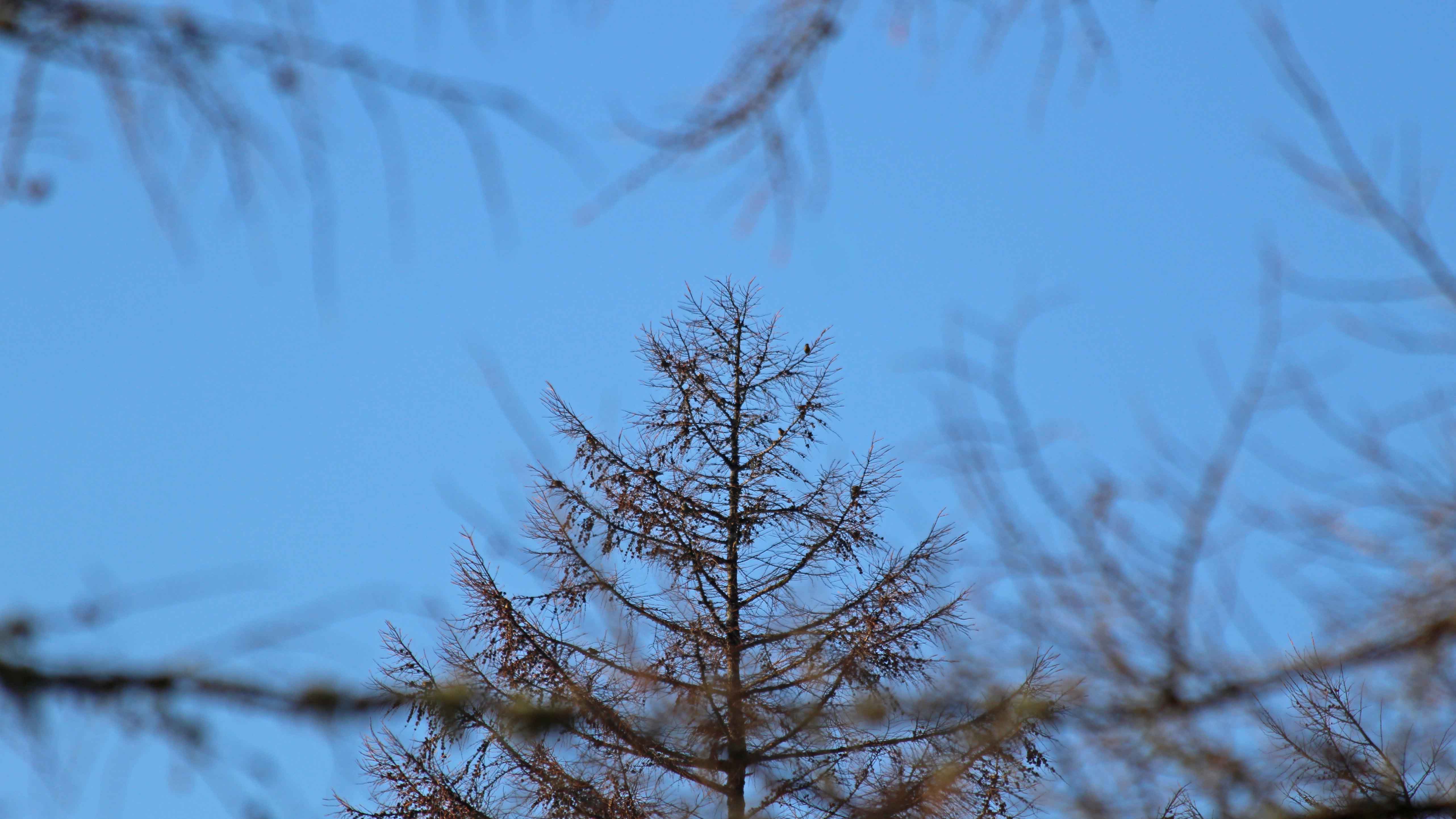 181119 birding at garwnant and rhaslas (2)