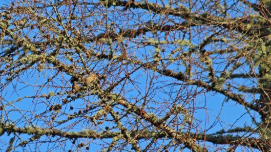 181119 birding at garwnant and rhaslas (3)