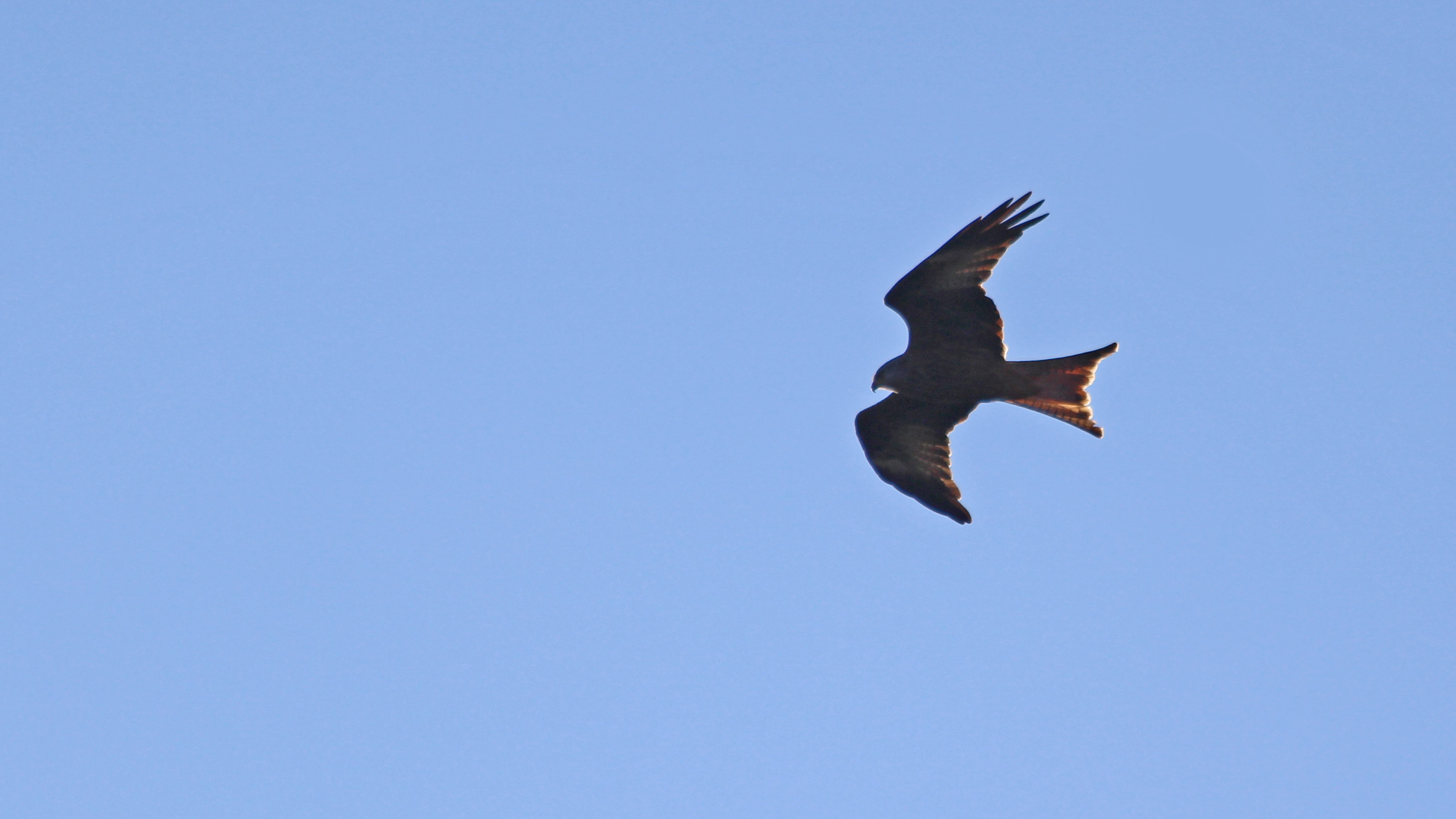 181119 birding at garwnant and rhaslas (4)