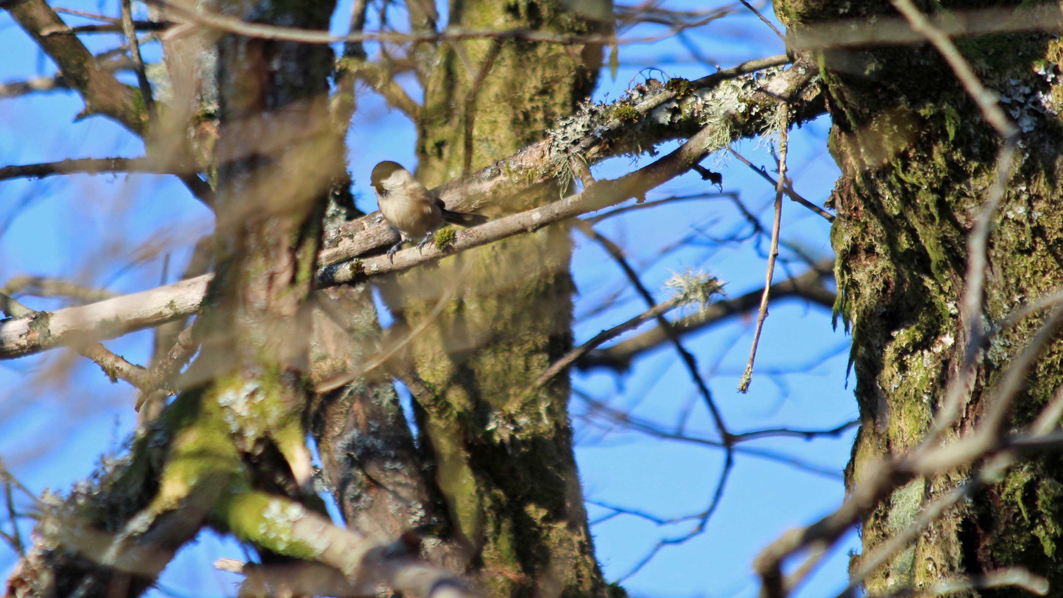 181119 birding at garwnant and rhaslas (5)