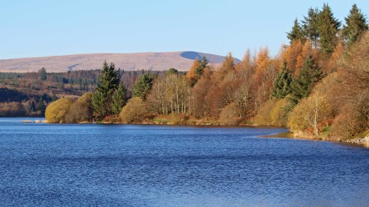 181119 birding at garwnant and rhaslas (6)