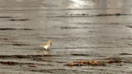 181119 birding at garwnant and rhaslas (7)