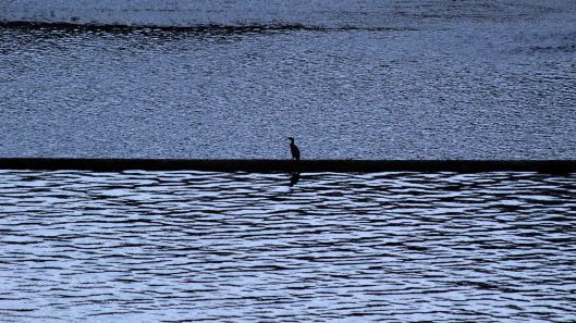 181119 birding at garwnant and rhaslas (8)