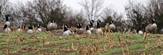 181121 canada geese (1)