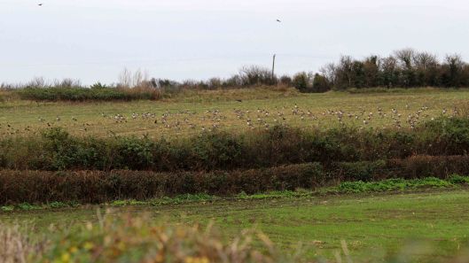 181121 canada geese (2)