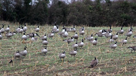 181121 canada geese (3)