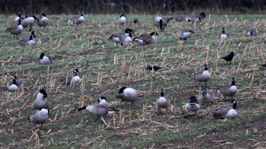 181121 canada geese (4)