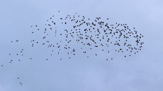 181121 canada geese (7)