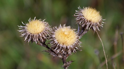 181122 carline thistle (2)