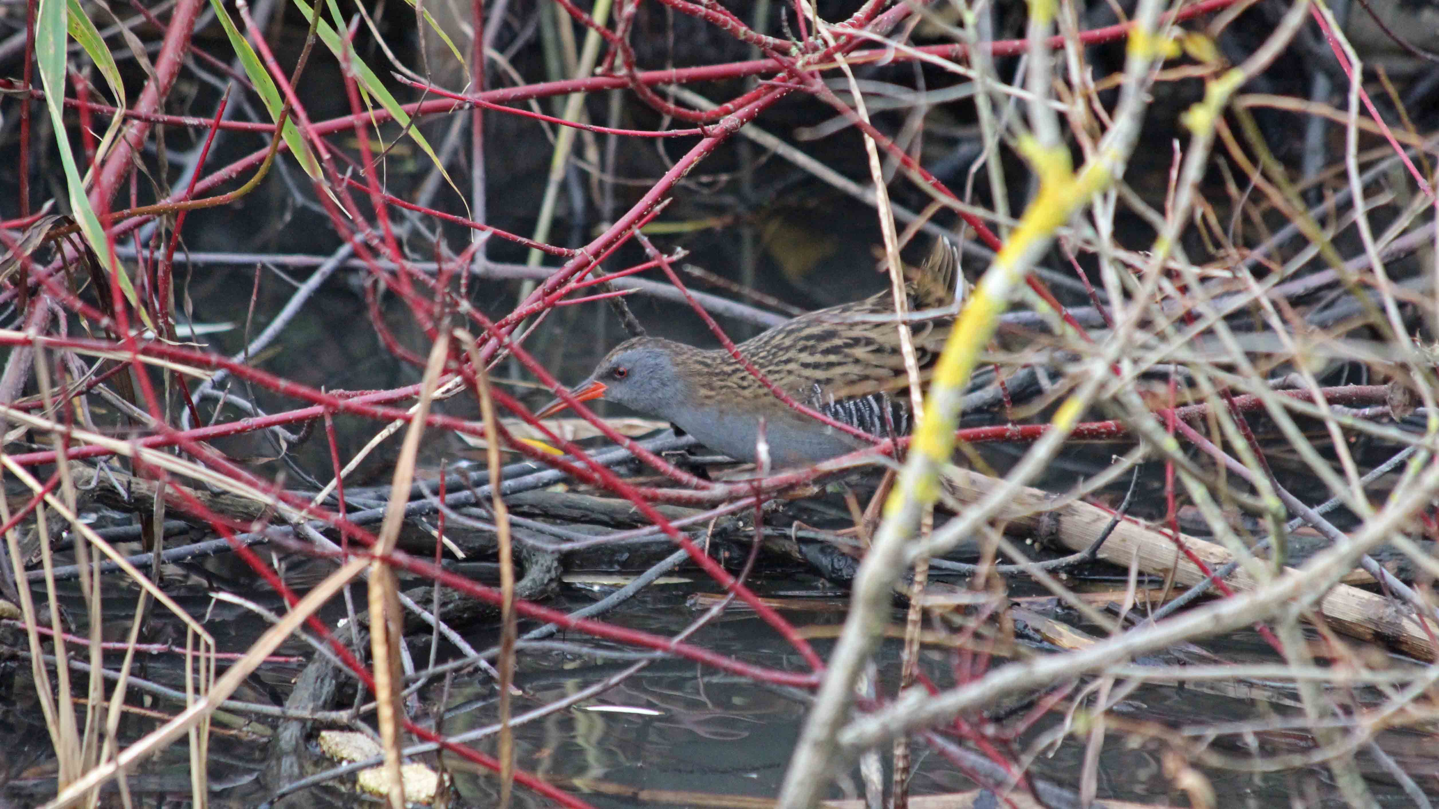 181124 water rail (3)