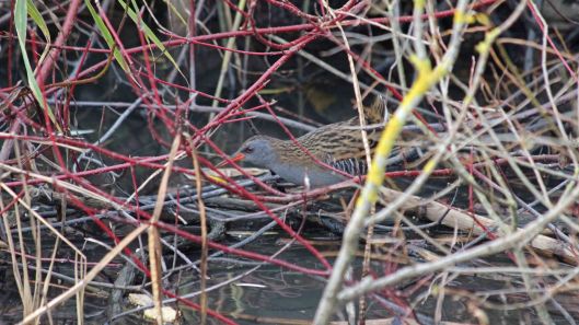 181124 water rail (3)