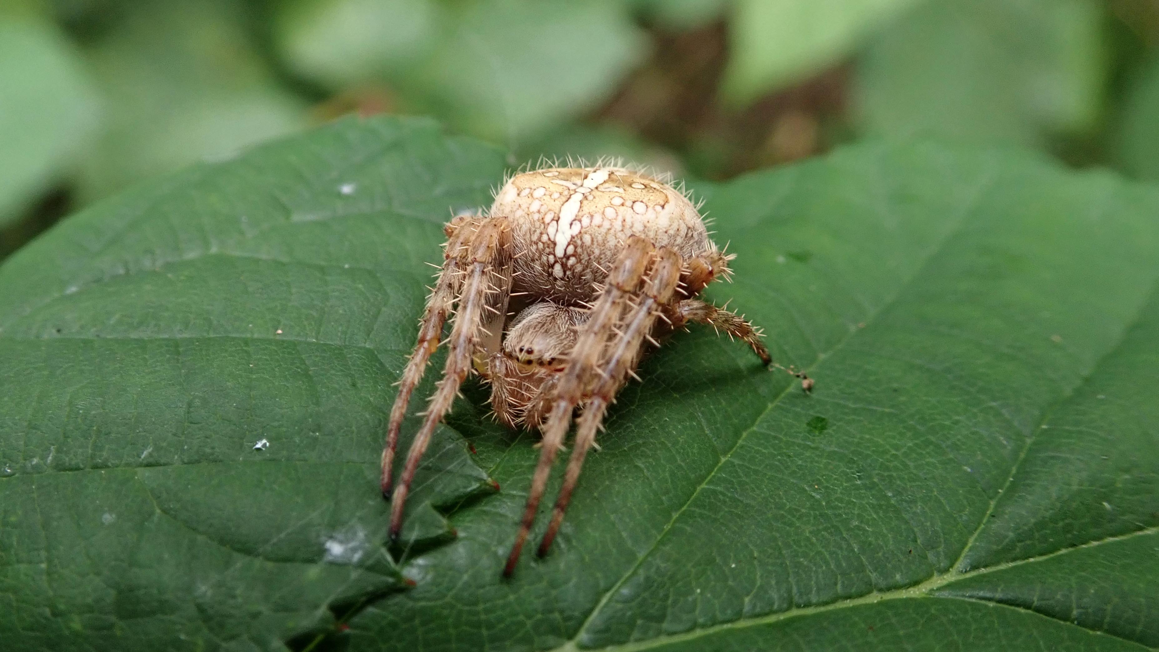 181129 garden spider (2)