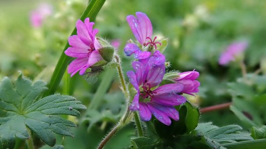181202 Dove's-foot crane's-bill