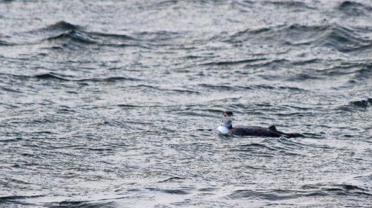 181203 great northern diver (5)