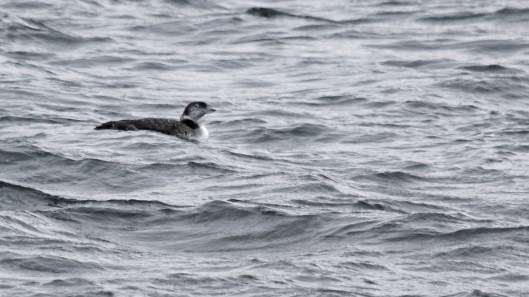 181203 great northern diver (6)