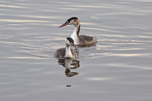 181204 great crested grebes (1)
