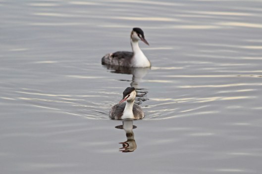 181204 great crested grebes (2)
