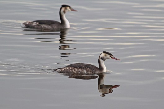 181204 great crested grebes (4)