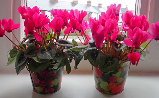 181206 cyclamen (1)