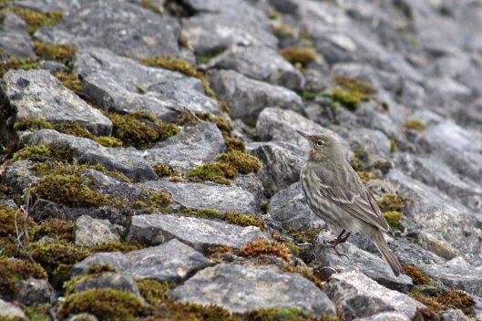 181215 rock pipit (1)