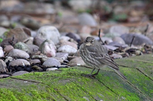 181215 rock pipit (4)