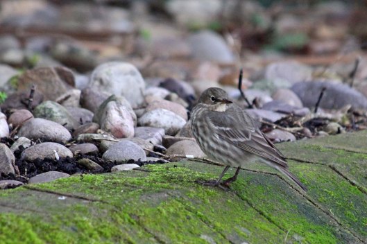 181215 rock pipit (5)