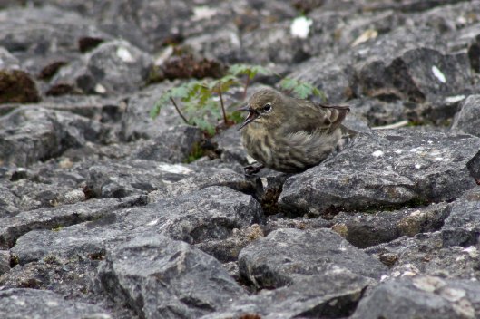 181215 rock pipit (6)