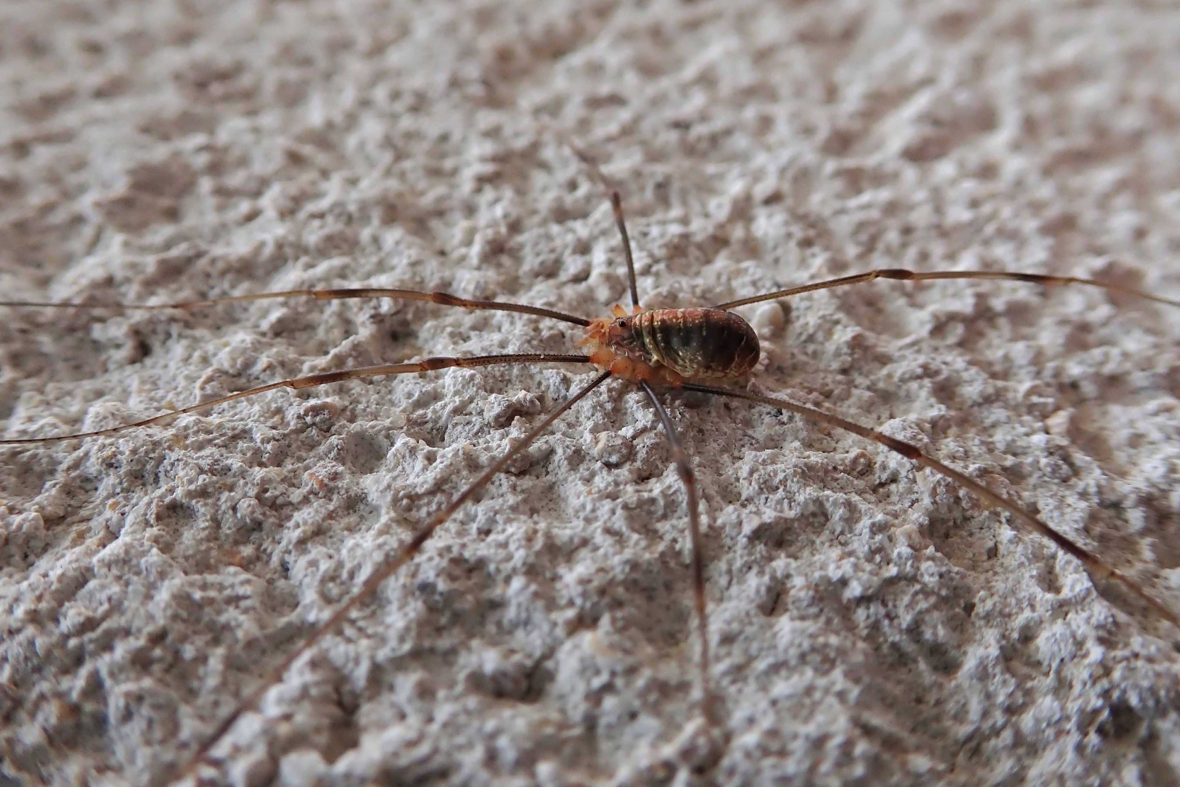 181217 harvestmen (1)