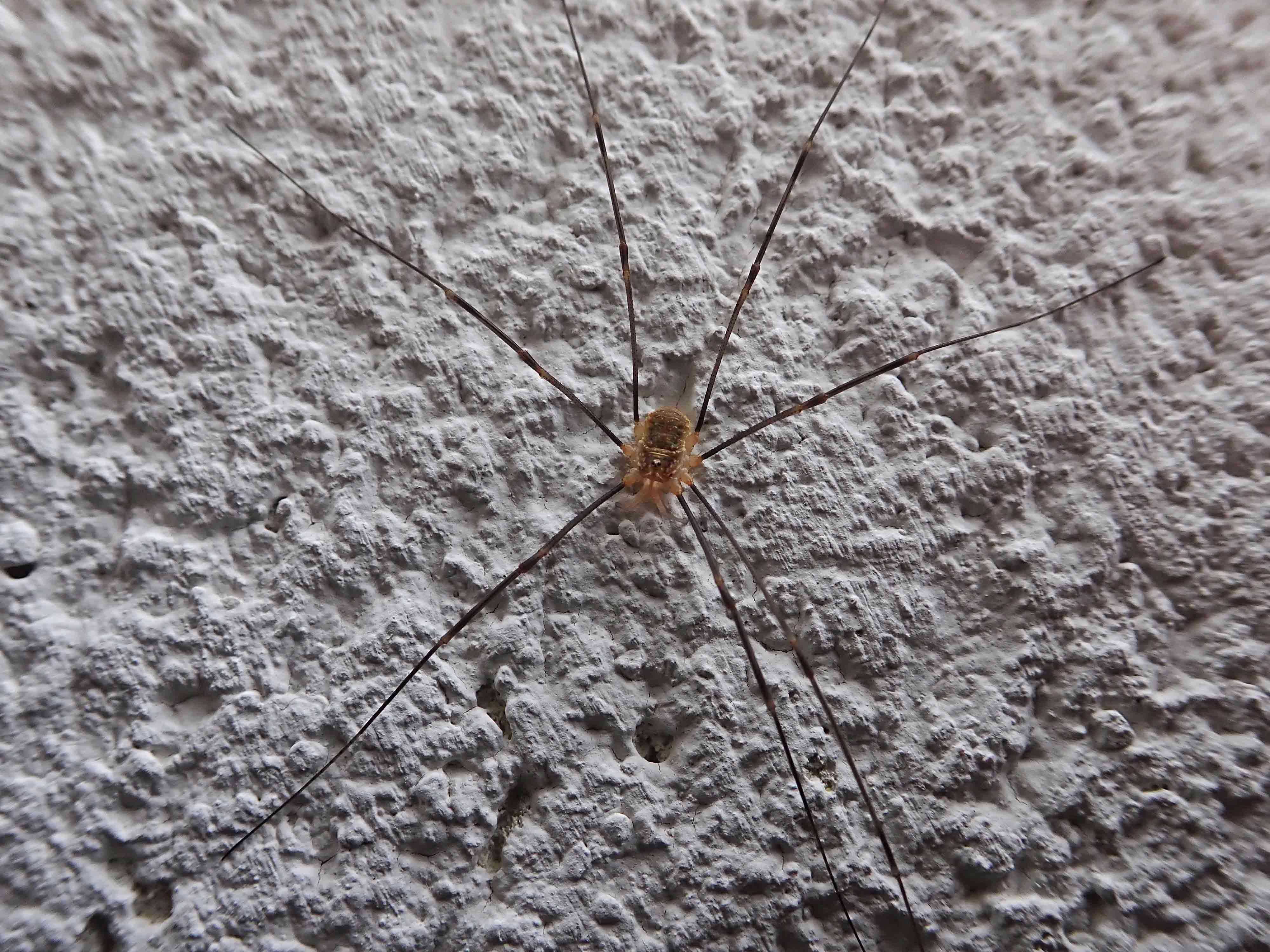 181217 harvestmen (2)