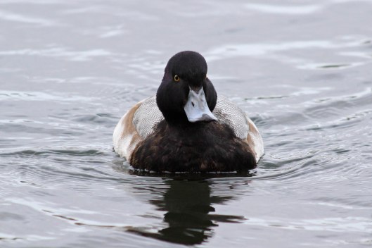 181219 scaup (3)