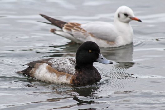 181219 scaup (5)