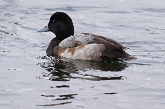 181219 scaup (9)