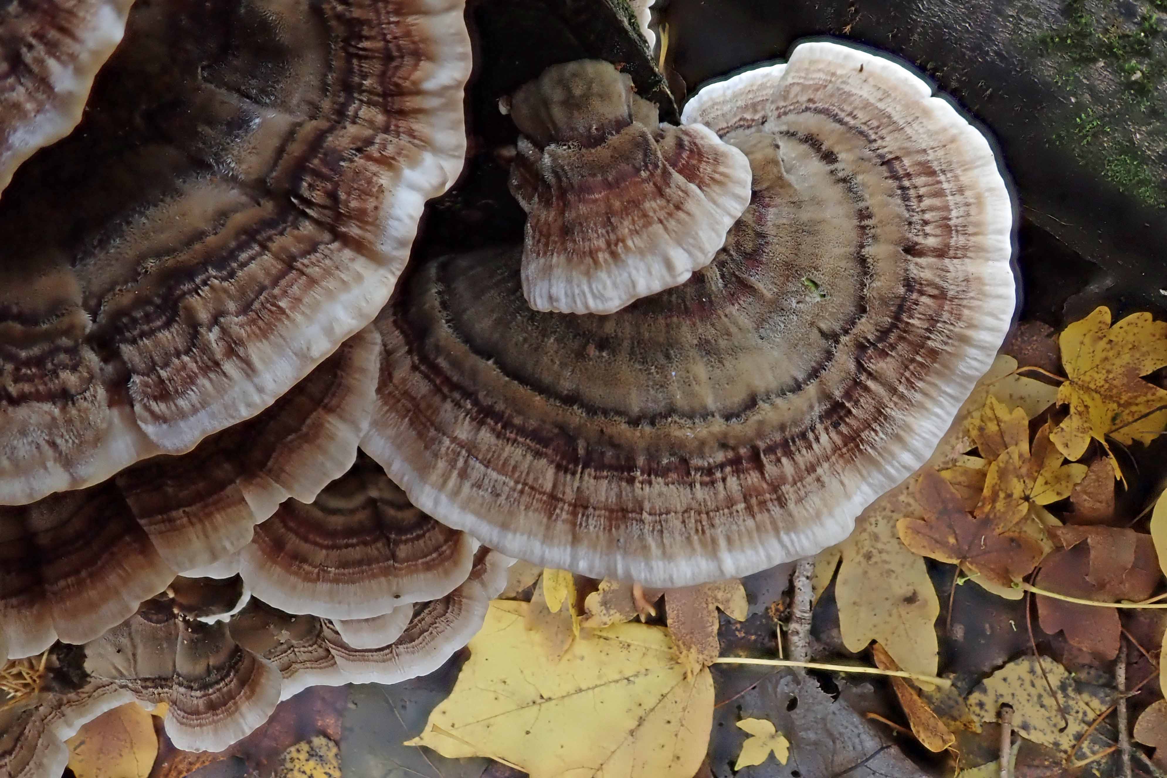 181221 turkey tails (1)