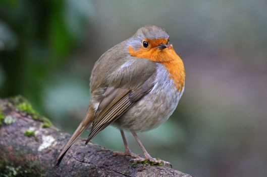 181225 Yuletide greetings