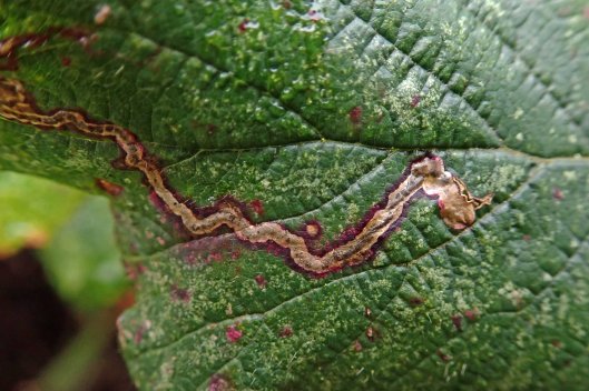 181226 on the bramble (8)