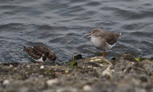 181228 turnstone and redshank (1)
