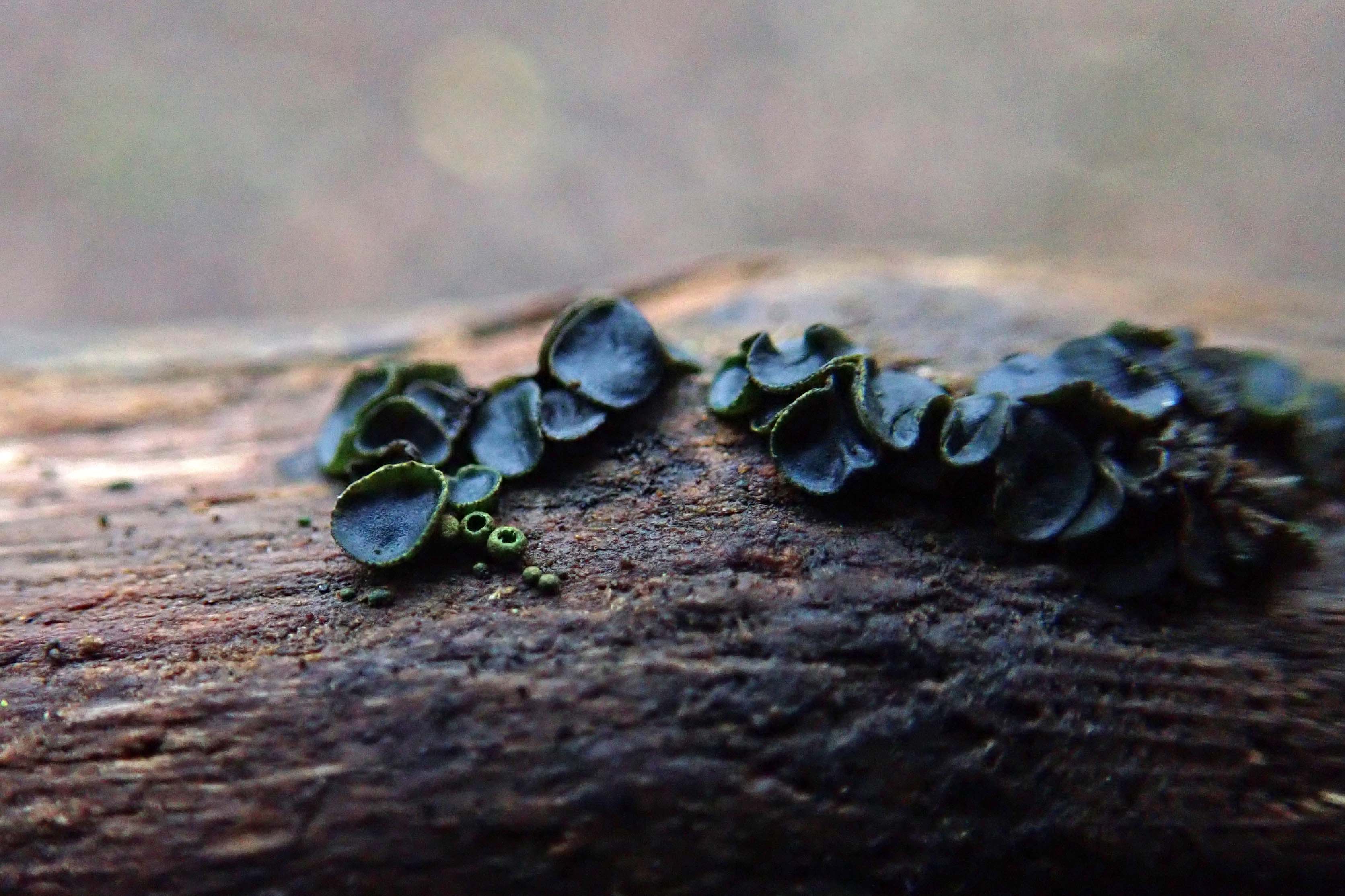 181229 under the log (11)