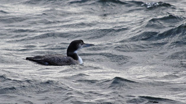 208 great northern diver