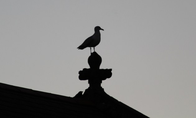 1 Lesser black-backed gull Starling