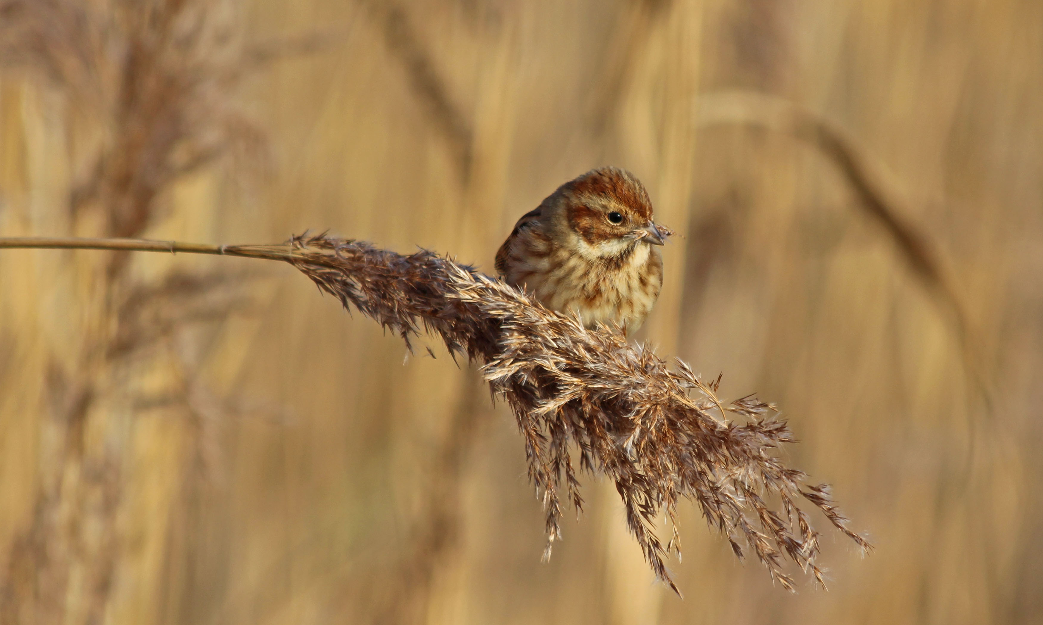 Bengal Reed 4/365 Reeds and their buntings | earthstar