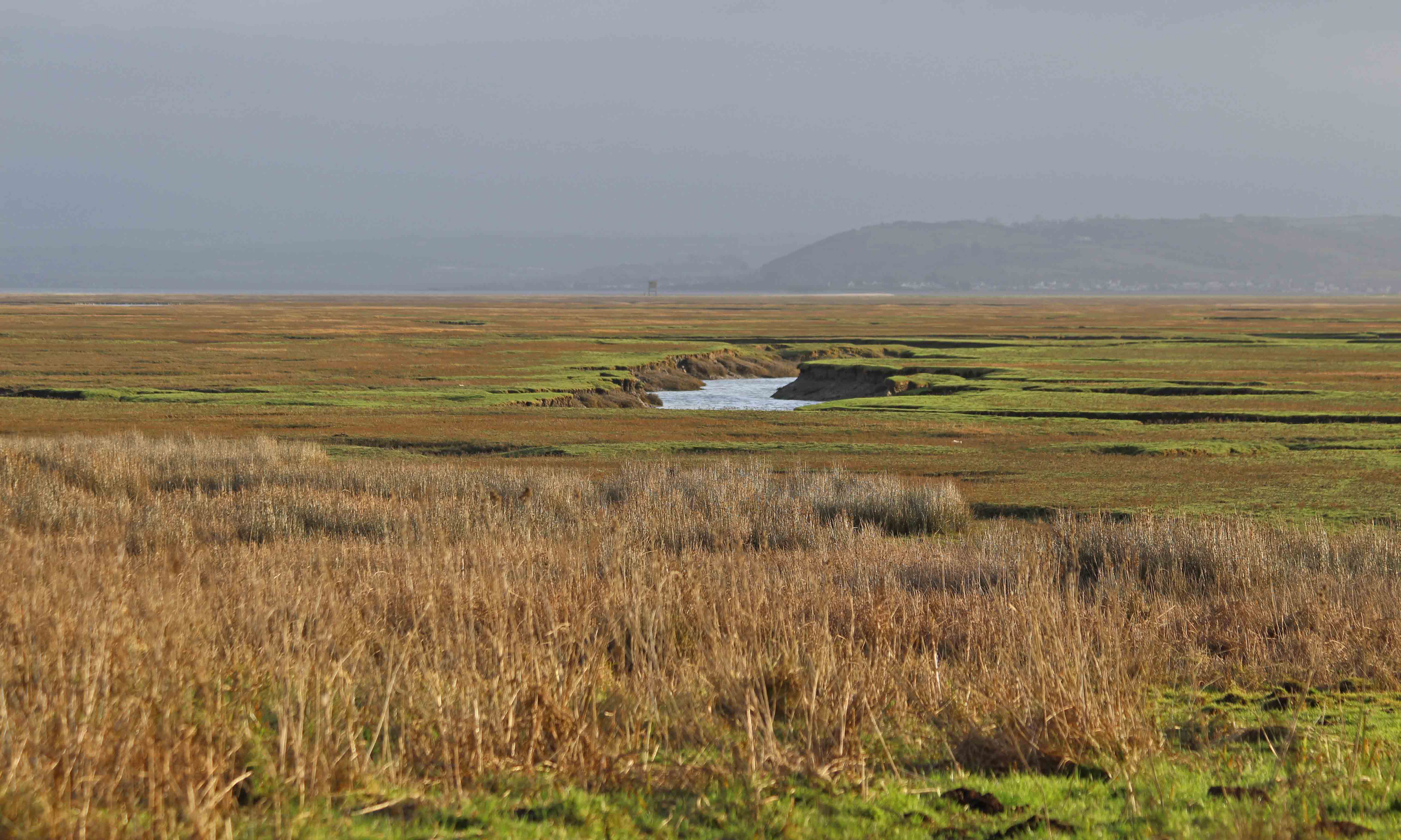 190114 (1) saltmarsh at whiteford point