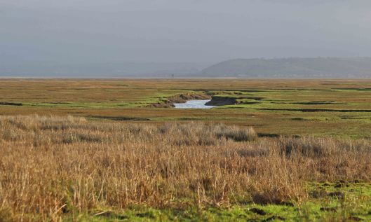 190114 (1) saltmarsh at whiteford point