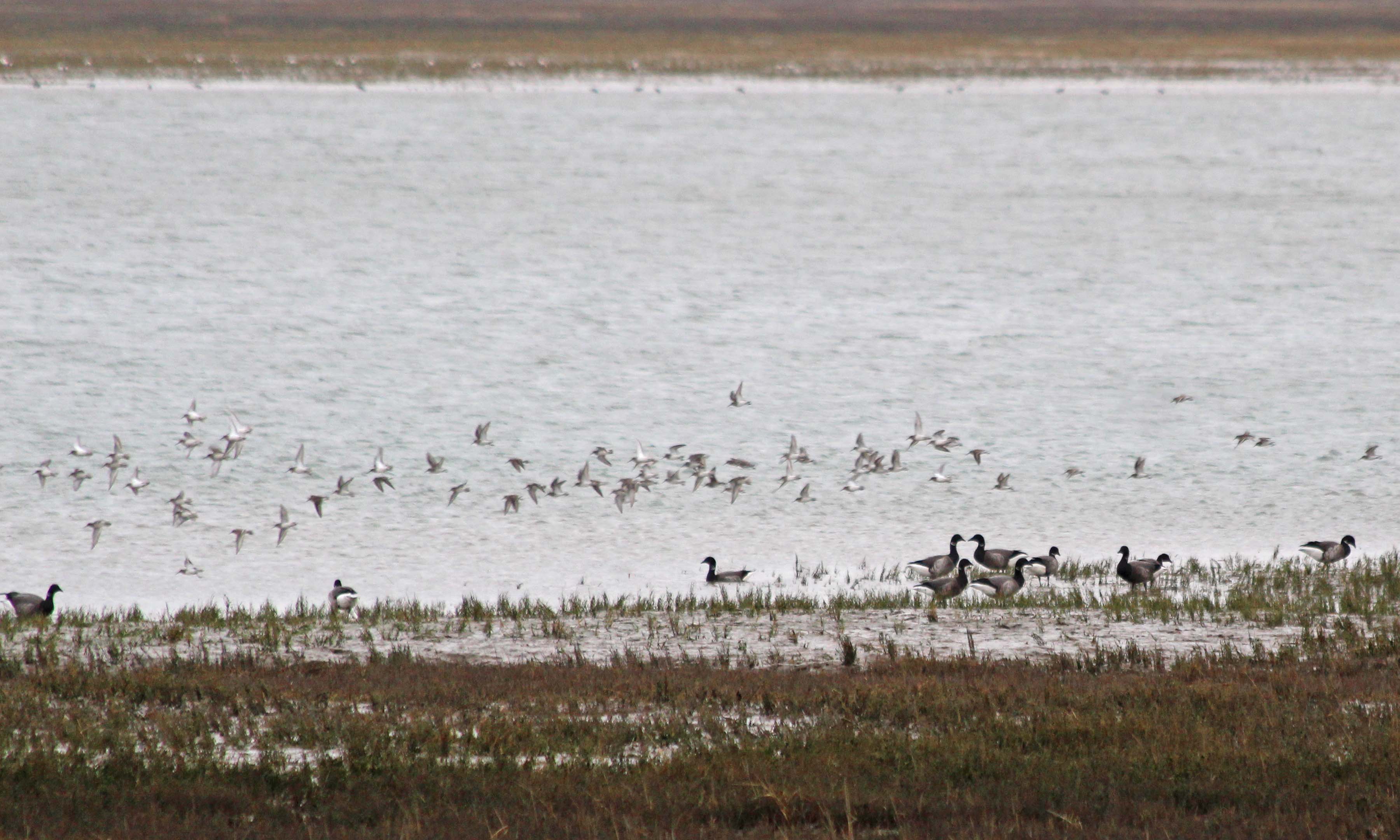 190114 (4) brent geese and flying dunlin